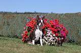 BOSTON TERRIER 056